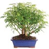 Brussel's Bonsai Live Hawaiian Umbrella Bonsai Tree - Large, 7