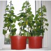 KIRA SEEDS - Indoor Cucumber F1 - Self-Pollinated - Heirloom