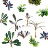 Bucephalandra Plants Packages [Grower's Choice] 6 Species | Bare-Root Plants