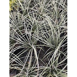 Red Yucca (Hesperaloe parviflora)