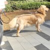 Correa de Cuero para Perros de 1,8 M X 1,9