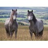 Welsh mountain ponies horse greeting card with envelope