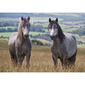Welsh mountain ponies horse greeting card with envelope
