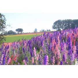 TomorrowSeeds - Rocket Mix Larkspur Seeds - 1200+ Count Packet - for 2024 Delphinium Garden Colorful Blue Purple Pink Dolphin Border Garden Flower