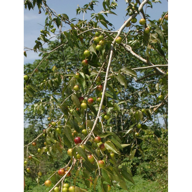 Fureai Seikatsukan Yamano Kamu Kamu -junsui- 2 bags Natural Vitamin