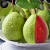 CZ Grain 100 Guava Fruit Tree Seeds for Planting Exotic