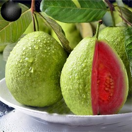 CZ Grain 100 Guava Fruit Tree Seeds for Planting Exotic and Delicious Tropical Fruit