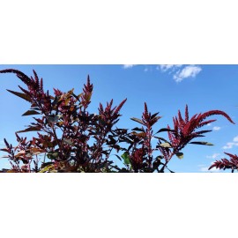 My Seeds 1000+ Red Amaranth Edible Herb Seeds / Rau Dền Đỏ  for 2025 season . US seller