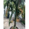 Cactus 30 Organic Dragon Fruit cuttings 8-14 inches long check