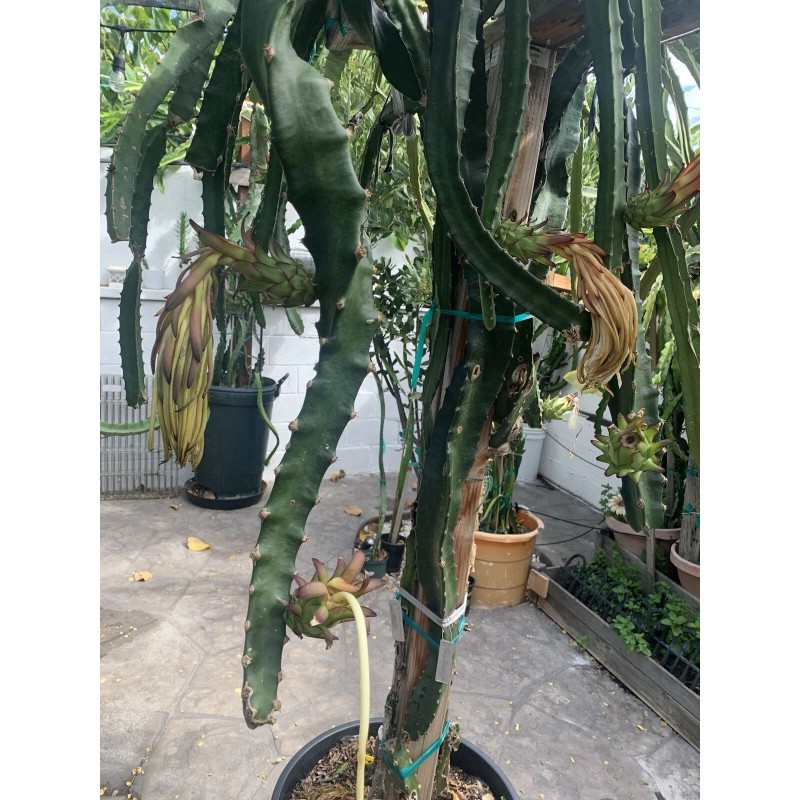 Cactus 30 Organic Dragon Fruit cuttings 8-14 inches long check