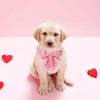UP URARA PUP Valentine’s Dog Collar with Bow Tie, Pink