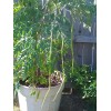 Buy Rare Seeds Moringa oleifera PKM2 | 5_Seeds