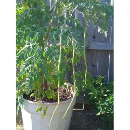 Buy Rare Seeds Moringa oleifera PKM2 | 5_Seeds