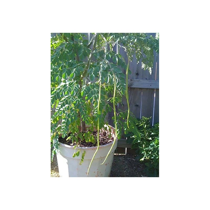 Buy Rare Seeds Moringa oleifera PKM2 | 5_Seeds