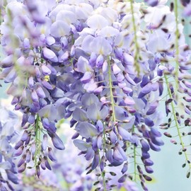 Wisteria Seeds Deciduous Perennial Vine Fragrant Climber Attracts Butterflies Deer Resistant Drought Tolerant Arbor Pergola Trellise Fence 5Pcs by YEGAOL Garden