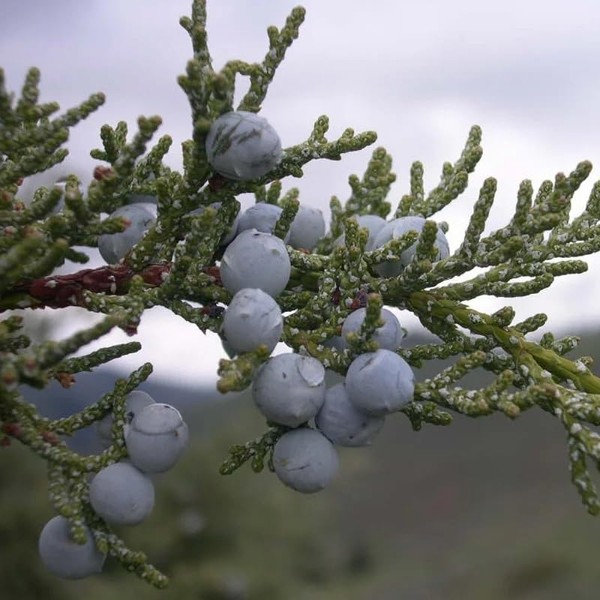Juniperus scopulorum (Rocky Mountain Juniper, Rocky Mt. Juniper) Tree Seeds,