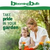 Bloomingbulb Ornamental Grass, Silver Feather Grass, Outdoor Planting, Decorative Garden