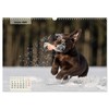 Welpenspaß (Wandkalender 2026 DIN A3 quer), CALVENDO Monatskalender: Niedliche, agile