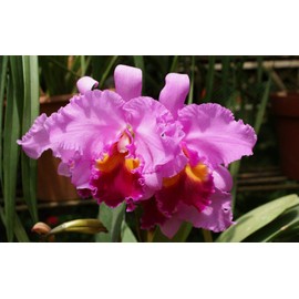 Hawaiian Cattleya Orchid Starter Plant - 6 - 10 Inches Tall, Planted in 2 Inch Pot - no Bloom - Discount HawaiianGIft