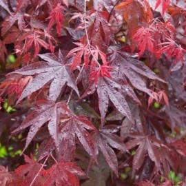 Home-Growth Bloodgood Japanese Maple - 20 seeds 2025 - USA Seller