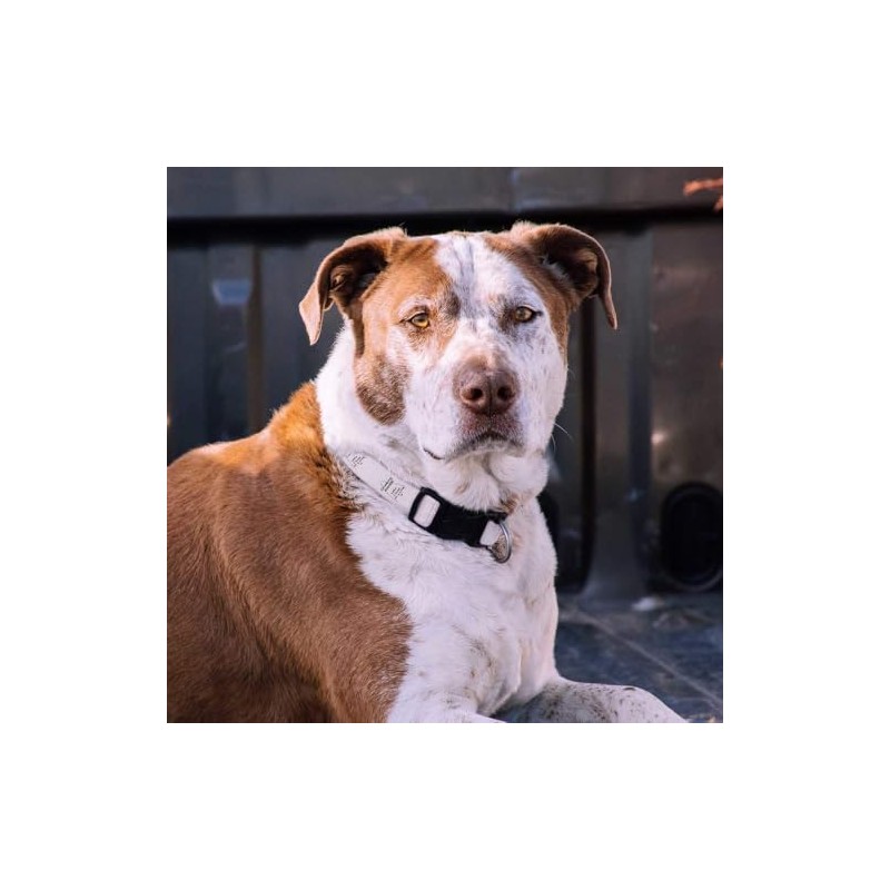 Large 'Climbing Everest Take One Step At A Time' Dog