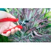 Corona Tools Yard Essentials Pocket Pruner