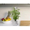 leafy Leafy Indoor LED Desktop Aerogarden Hydroponics & Grow Light