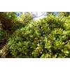 Lowhill Valley Bearberry Leaf Tea - Arctostaphylos Uva-Ursi Herbal Infusion