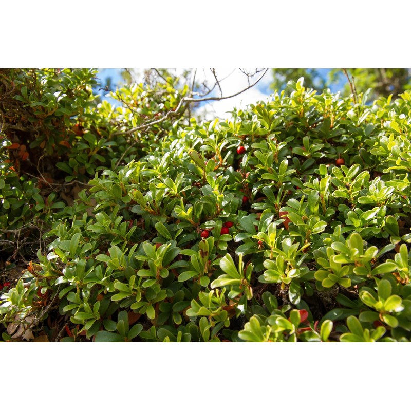 Lowhill Valley Bearberry Leaf Tea - Arctostaphylos Uva-Ursi Herbal Infusion