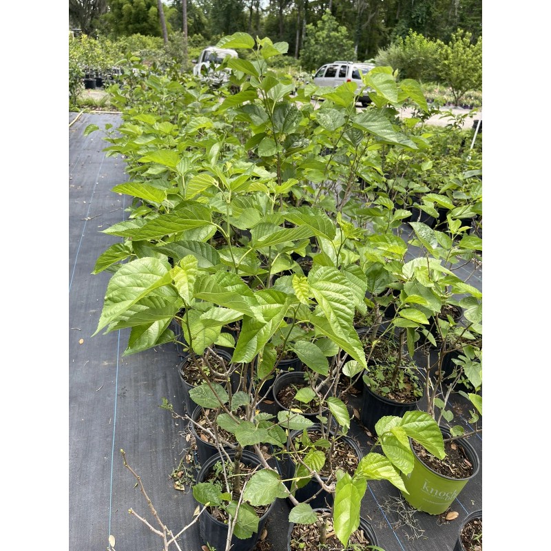 Tree MULBERRY TREE (Pakistan Variety) 3 Feet Tall.