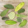 Opuntia pad 9 Assorted cuttings Cacti Cactus Succulent Real Live