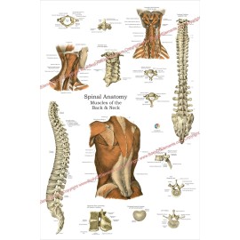 Spinal Muscle Spine Anatomy Poster Chiropractic Medical Chart Laminated 24 X 36 - Satin Finish Paper