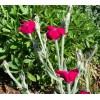 Rose Campion (Lychnis coronaria) 50 seeds
