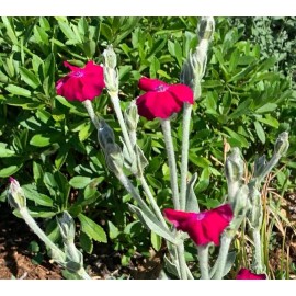 Rose Campion (Lychnis coronaria)  50 seeds