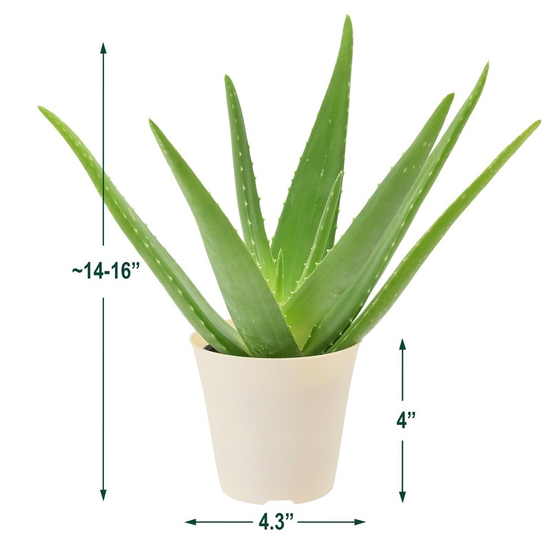 Arcadia Garden Products Live Aloe Vera Succulent Easy Indoor Houseplant