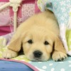Ravensburger Jigsaw Puzzle 08065 6 Cute Puppy (3 x 49