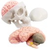 Latest Human Miniature Skull Model, 3-Piece with 2-Piece Human Brain,