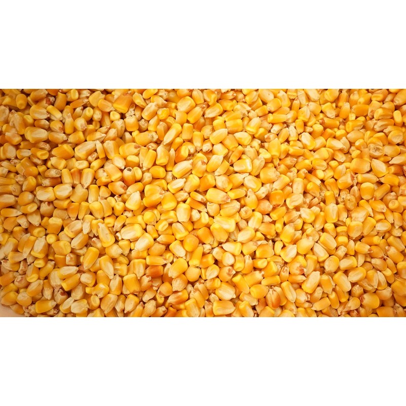 Reid's Yellow Dent Field Corn Open Pollinated Not GMO 100