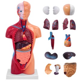 11 Inch Small Human Body Model for Anatomy Study - 15 Detachable Parts Educational Torso with Internal Organs, DIY Assembly Anatomy Model for Students, Teachers, and Medical Healthcare Professionals