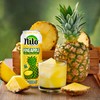 NILO Pineapple Juice | 100% Squeezed Pineapple Pina | NO