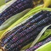 Nygardenia 50pcs Blue Corn Heirloom Seeds - Non-GMO, Open-Pollinate