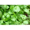 Unbranded 100+Cilantro/C