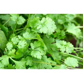 Unbranded 100+Cilantro/C