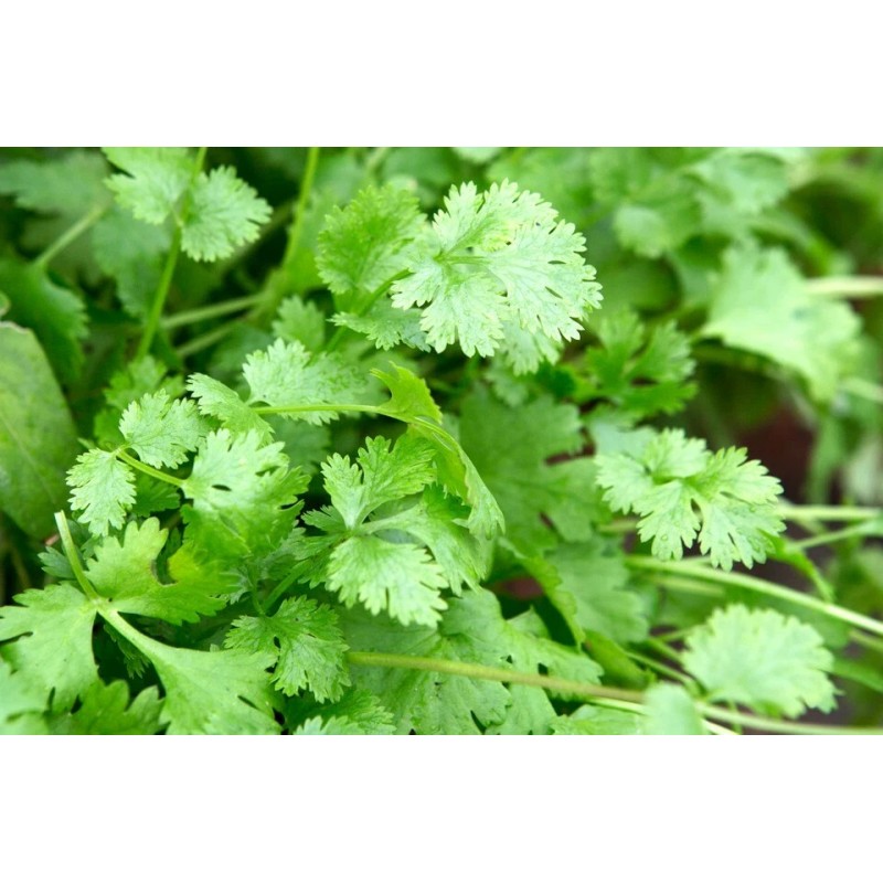 Unbranded 100+Cilantro/C
