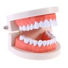 EXCEART Standard Teeth Model Dental Model Teeth Brushing Practice Typodonts