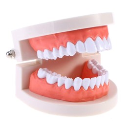 EXCEART Standard Teeth Model Dental Model Teeth Brushing Practice Typodonts Mode Teaching Studying Standard Model for Kids Children Random Color