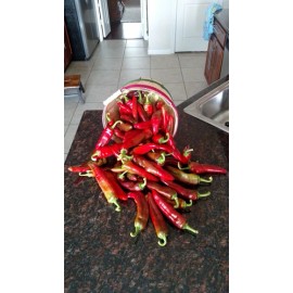 American Seed Hatch Sandia Chili Pepper Seeds, NuMex, Hot Green Chile, Ristra, FREE SHIPPING