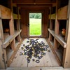 50Pcs Black Adjustable Chicken Leg Bands - Baby Chick Splay