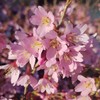 Okame Cherry Blossom Plant - Japanese Cherry Blossom Tree for