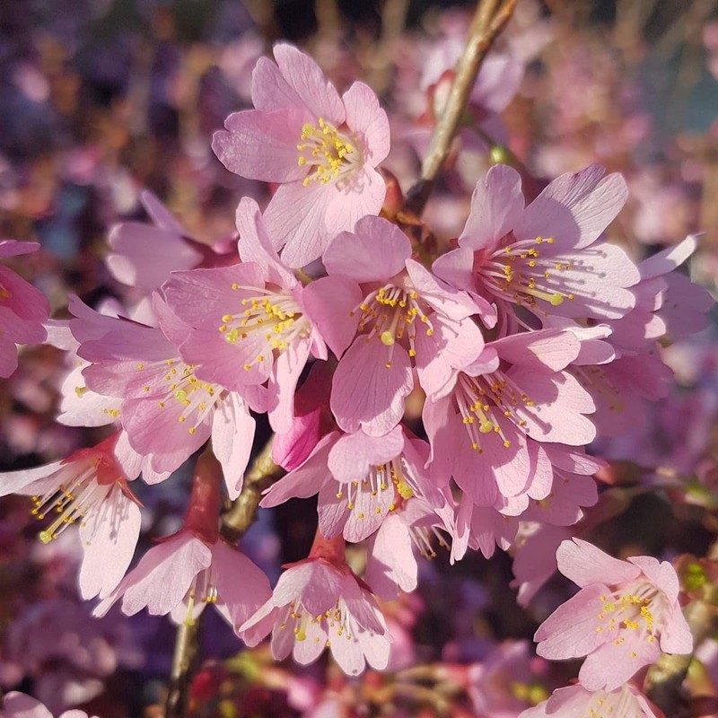 Okame Cherry Blossom Plant - Japanese Cherry Blossom Tree for